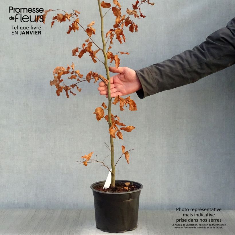 Spécimen de Hêtre commun - Fagus sylvatica Pot de 3L/4L tel que livré en hiver