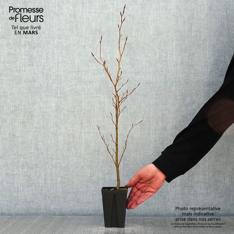 Spécimen de Hêtre commun - Fagus sylvatica Godet de 8/9 cm tel que livré en hiver