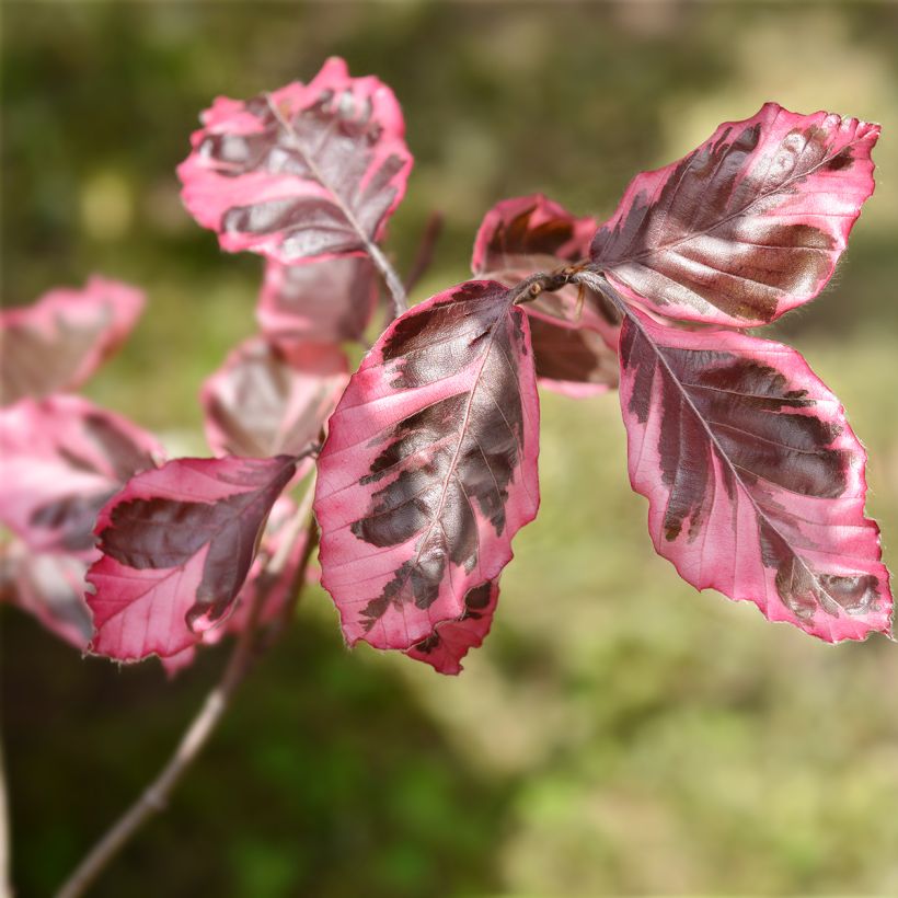 Hêtre pourpre panaché - Fagus sylvatica Purpurea Tricolor (Feuillage)