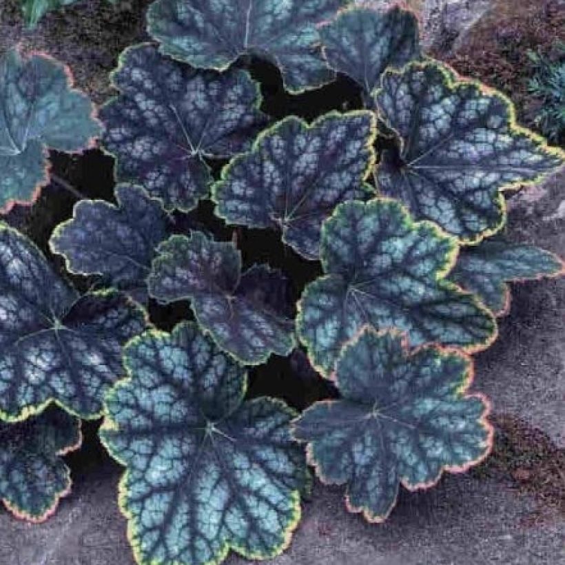 Heuchère - Heuchera Beauty Color (Feuillage)