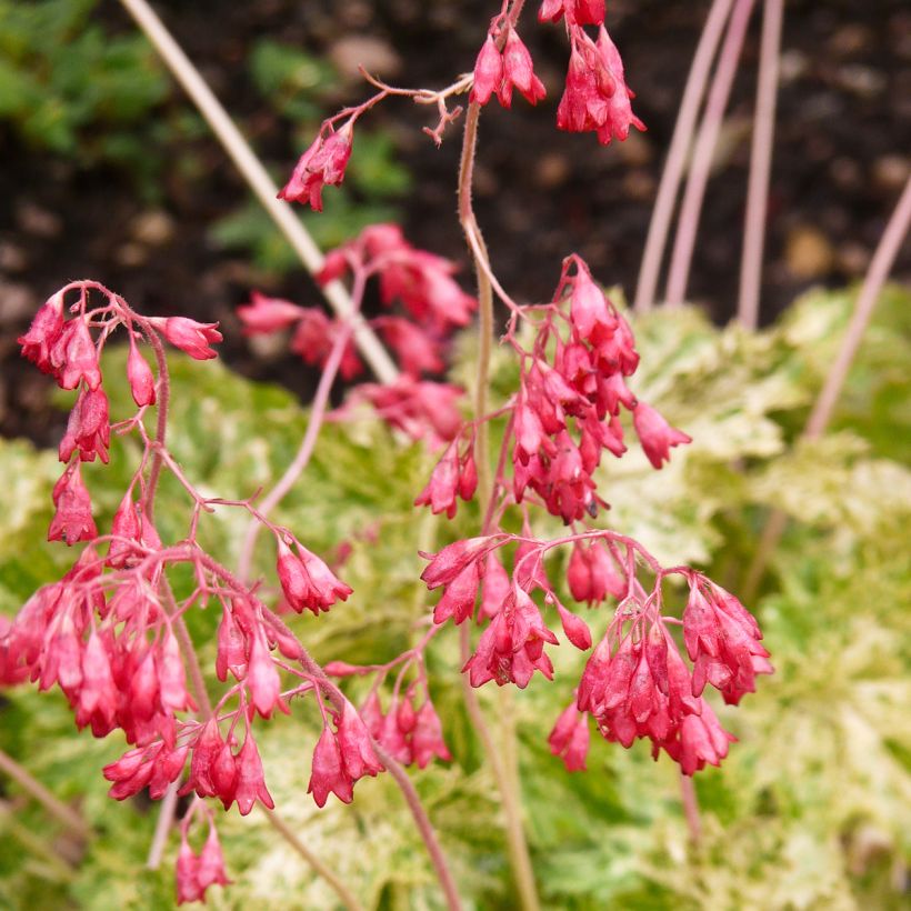 Heuchère Coral Cloud (Floraison)