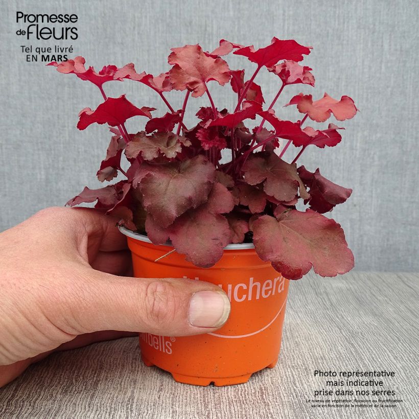 Spécimen de Heuchera Coral Sea - Heuchère Godet de 8/9 cm tel que livré au printemps