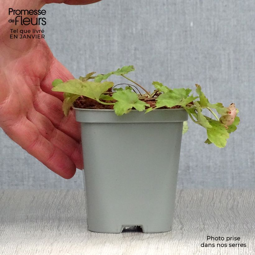 Spécimen de Heuchera Little Cuties Sweet Tart Godet de 8/9 cm tel que livré en hiver