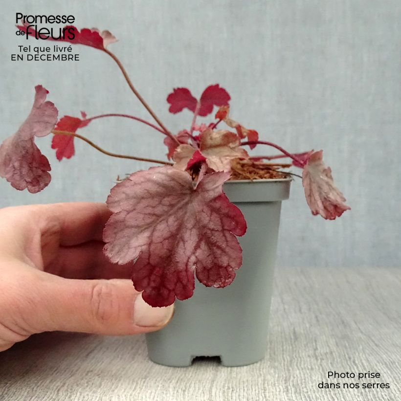 Spécimen de Heuchère - Heuchera Peach flambé Godet de 8/9 cm tel que livré en hiver