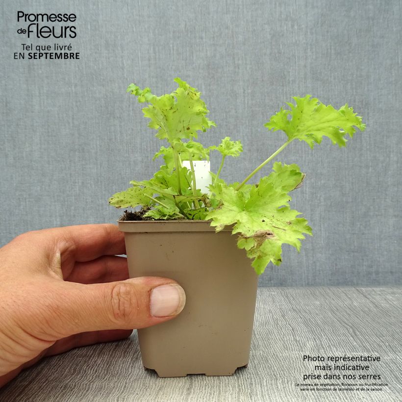 Spécimen de Heuchère Pear Crisp Godet de 8/9 cm tel que livré en automne
