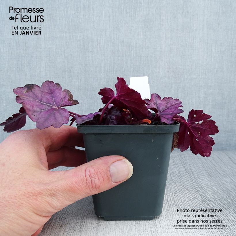 Spécimen de Heuchera Pink Panther - Heuchère Godet de 8/9 cm tel que livré en hiver