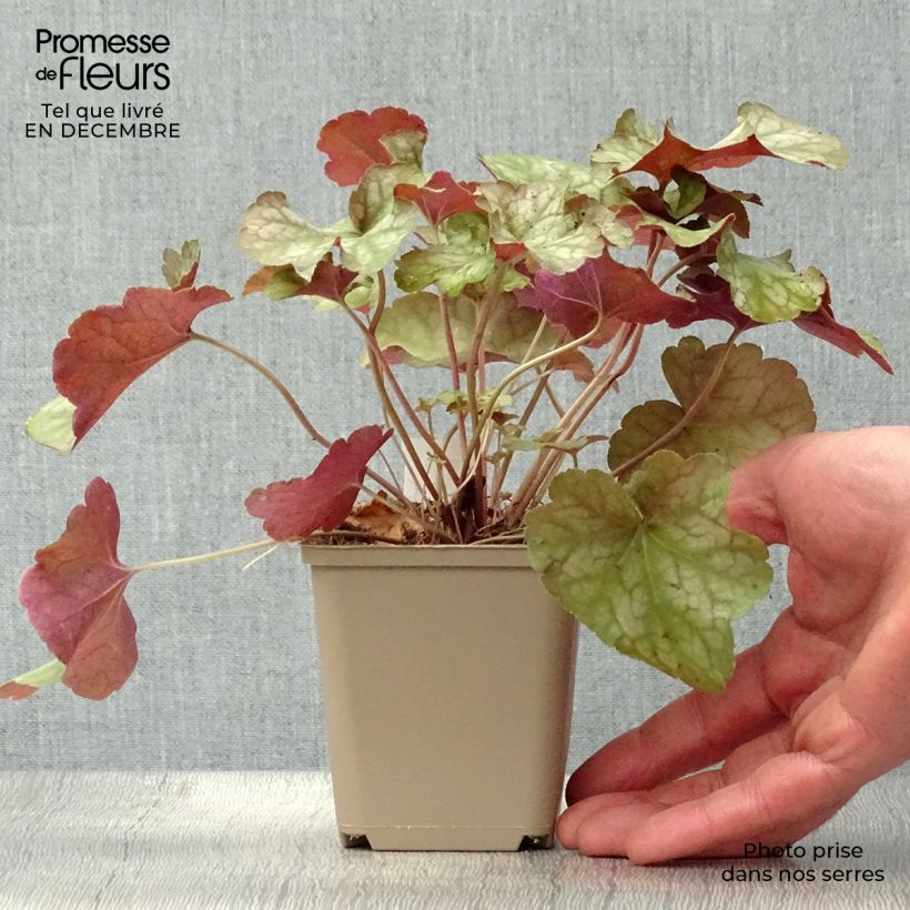 Spécimen de Heuchère - Heuchera Pinot Gris Godet de 8/9 cm tel que livré en hiver