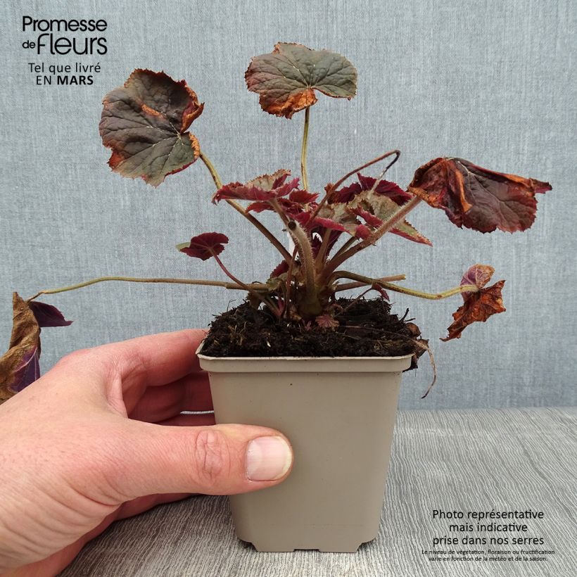 Spécimen de Heuchera XXL - Heuchère Godet de 8/9 cm tel que livré en hiver