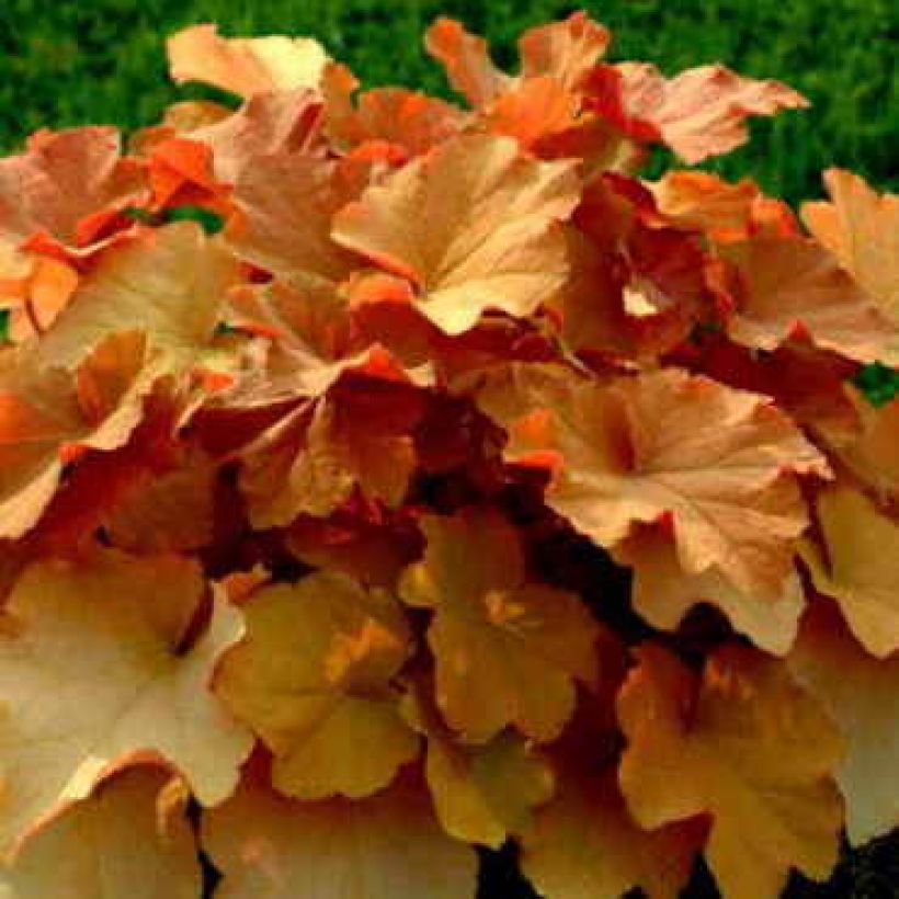 Heuchera Caramel (Hábito)