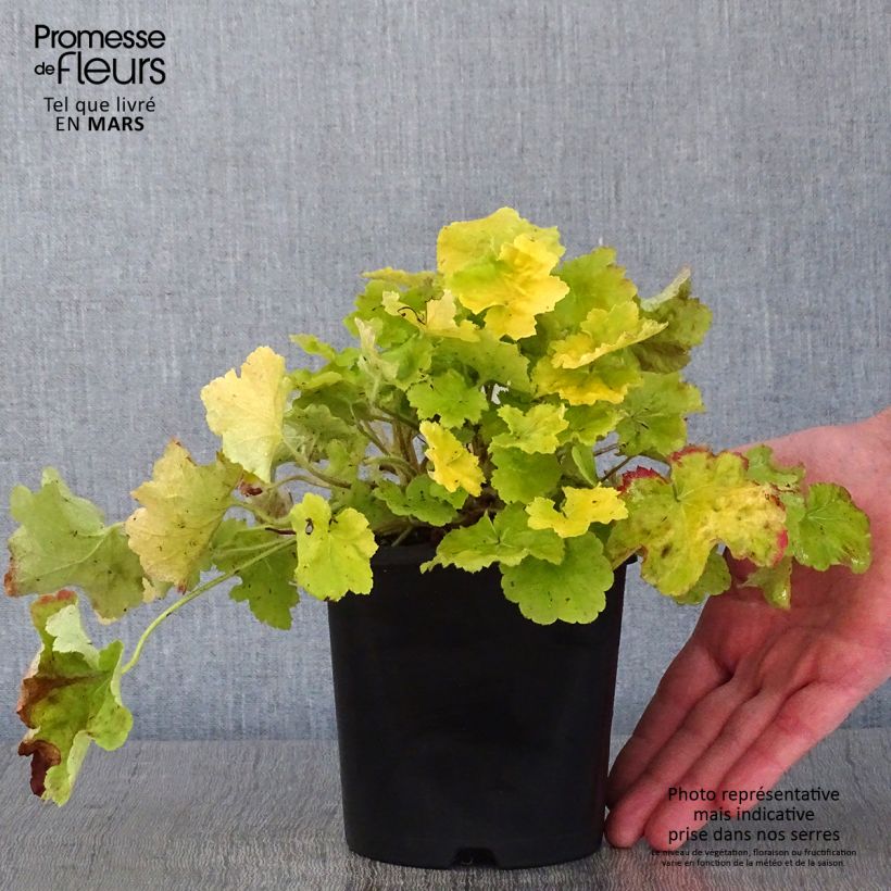 Spécimen de Heuchera citronelle Pot de 1,5L/2L tel que livré en hiver
