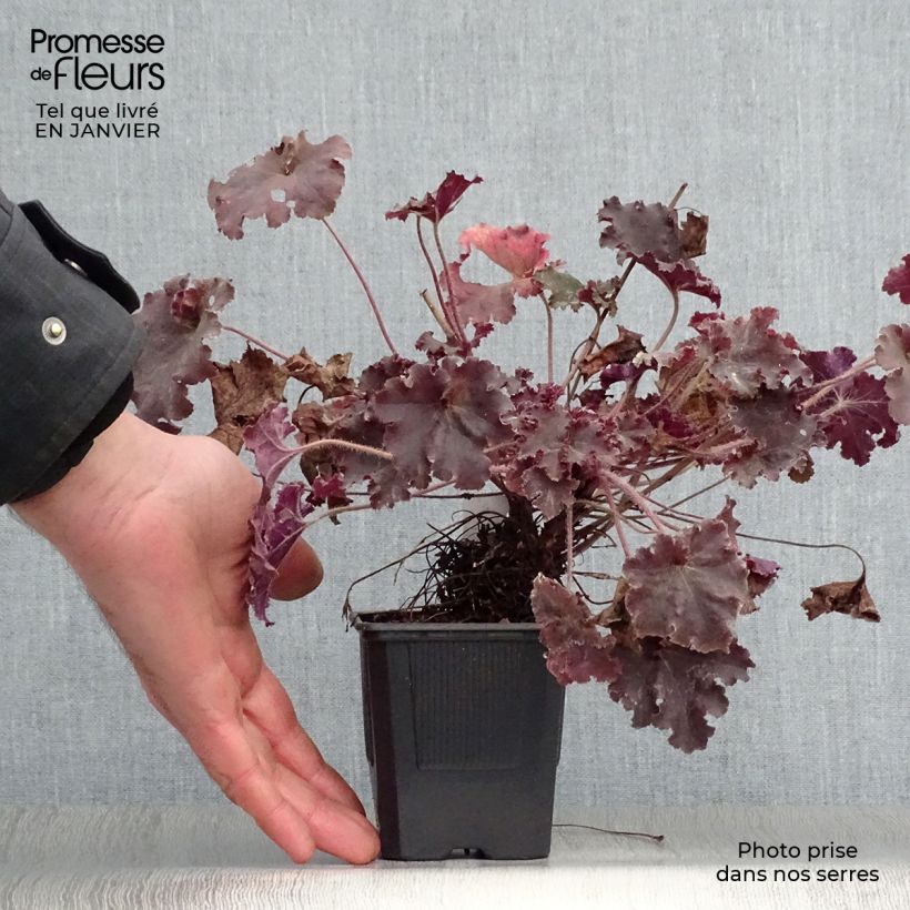Spécimen de Heuchera micrantha Cappuccino - Heuchère bronze Godet de 8/9 cm tel que livré en hiver