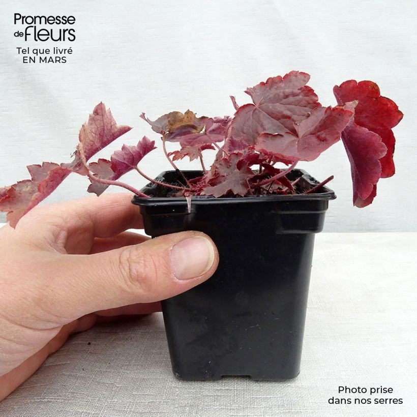 Spécimen de Heuchère pourpre- Heuchera micrantha Palace Purple Godet de 7/8 cm tel que livré en hiver