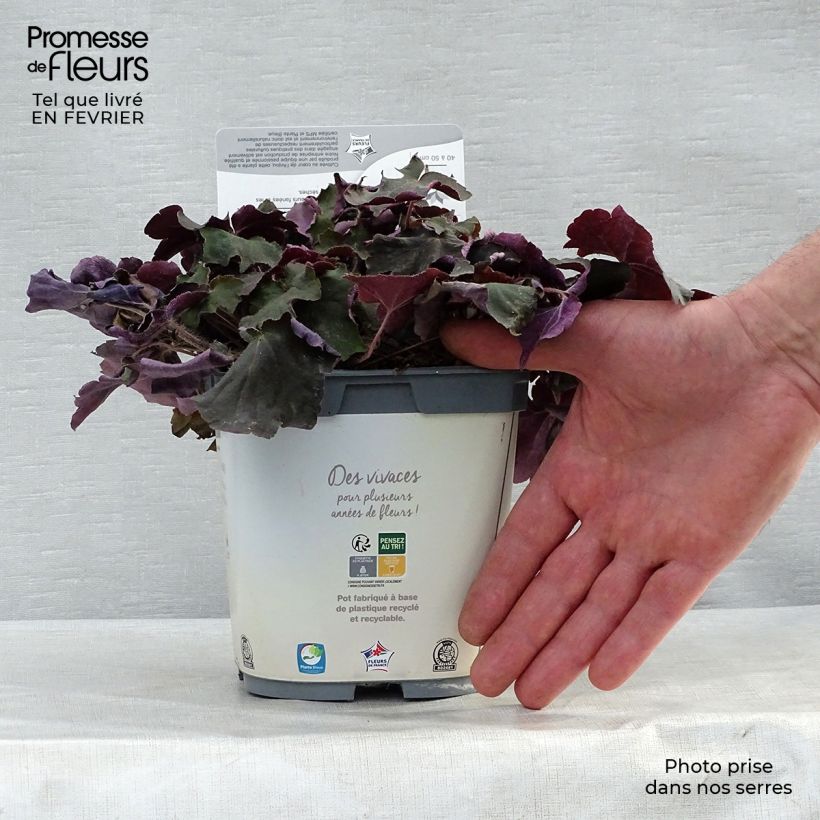 Spécimen de Heuchère pourpre- Heuchera micrantha Palace Purple Pot de 2L/3L tel que livré en hiver