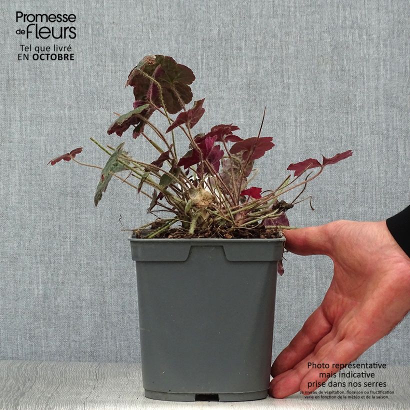 Spécimen de Heuchère pourpre- Heuchera micrantha Palace Purple Pot de 2L/3L tel que livré en automne