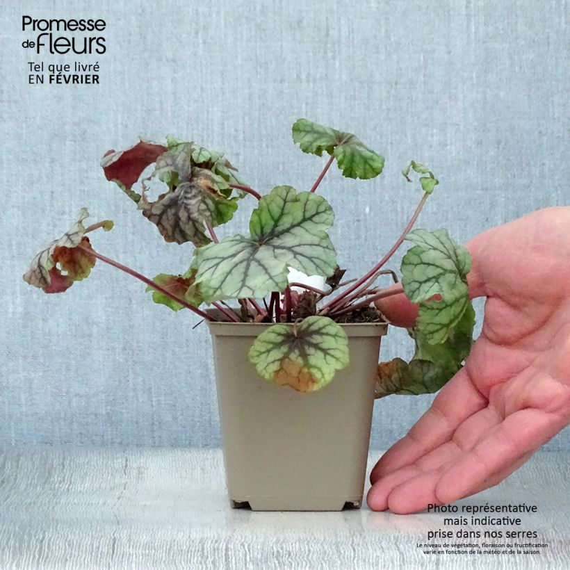 Spécimen de Heuchera mint frost ou menthe glacée Godet de 8/9 cm tel que livré en hiver