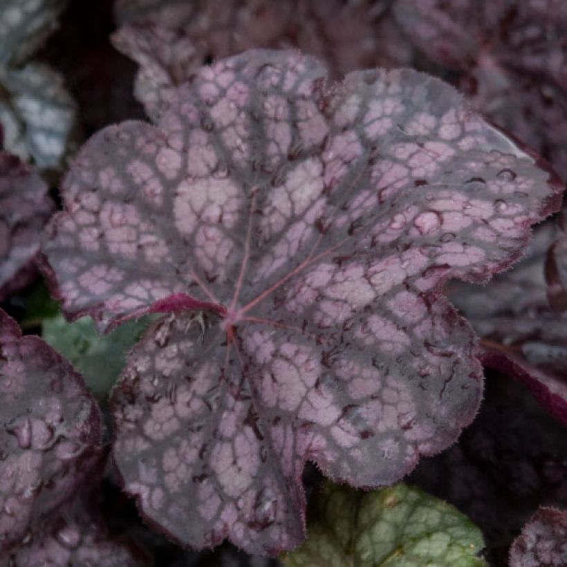 Heuchera Velvet Night (Folhagem)