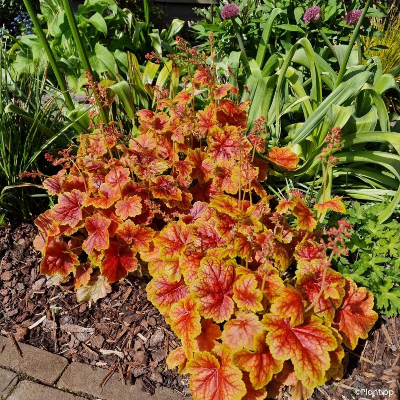 Heuchère - Heuchera Eternal Flame (Port)