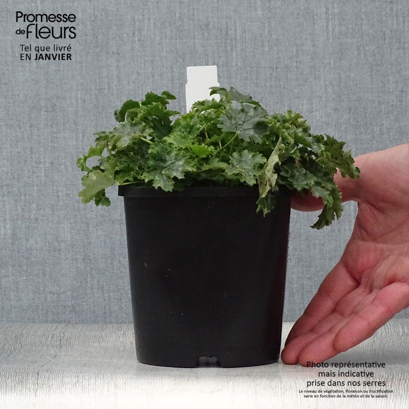 Spécimen de Heuchère Apple Crisp Pot de 1L/1,5L tel que livré en hiver