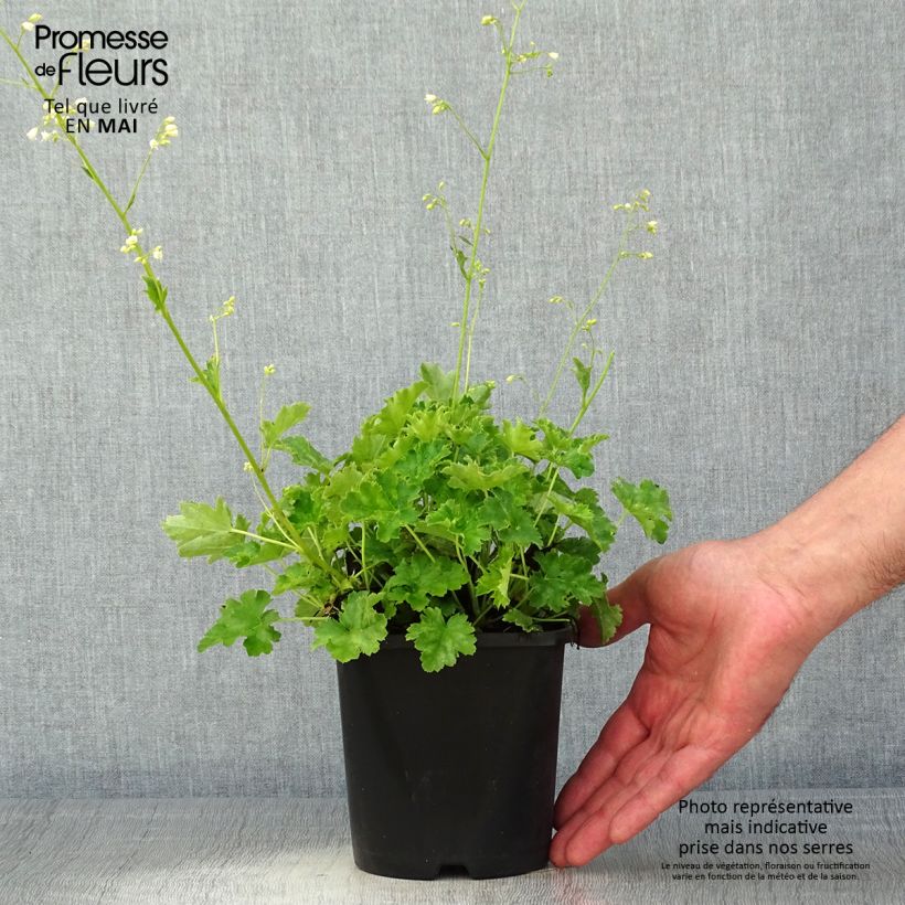 Spécimen de Heuchère Apple Crisp Pot de 1L/1,5L tel que livré au printemps