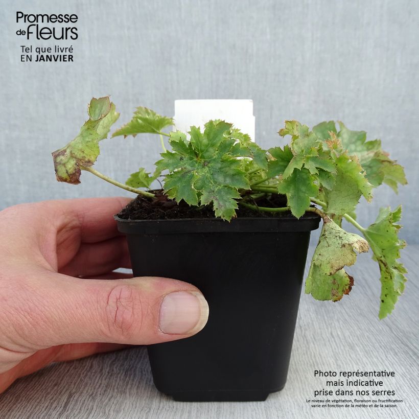 Spécimen de Heuchère Apple Crisp Godet de 8/9 cm tel que livré en hiver