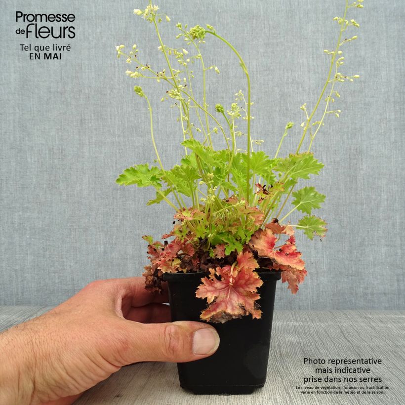 Spécimen de Heuchère Apple Crisp Godet de 8/9 cm tel que livré au printemps