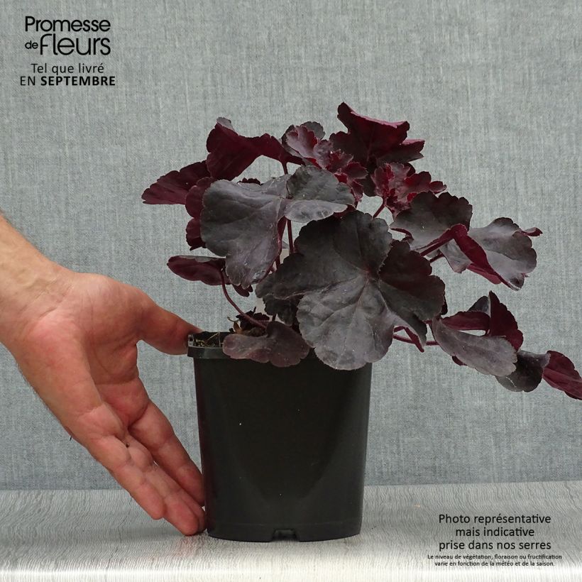 Spécimen de Heuchère Black Forest Cake Pot de 1L/1,5L tel que livré en automne