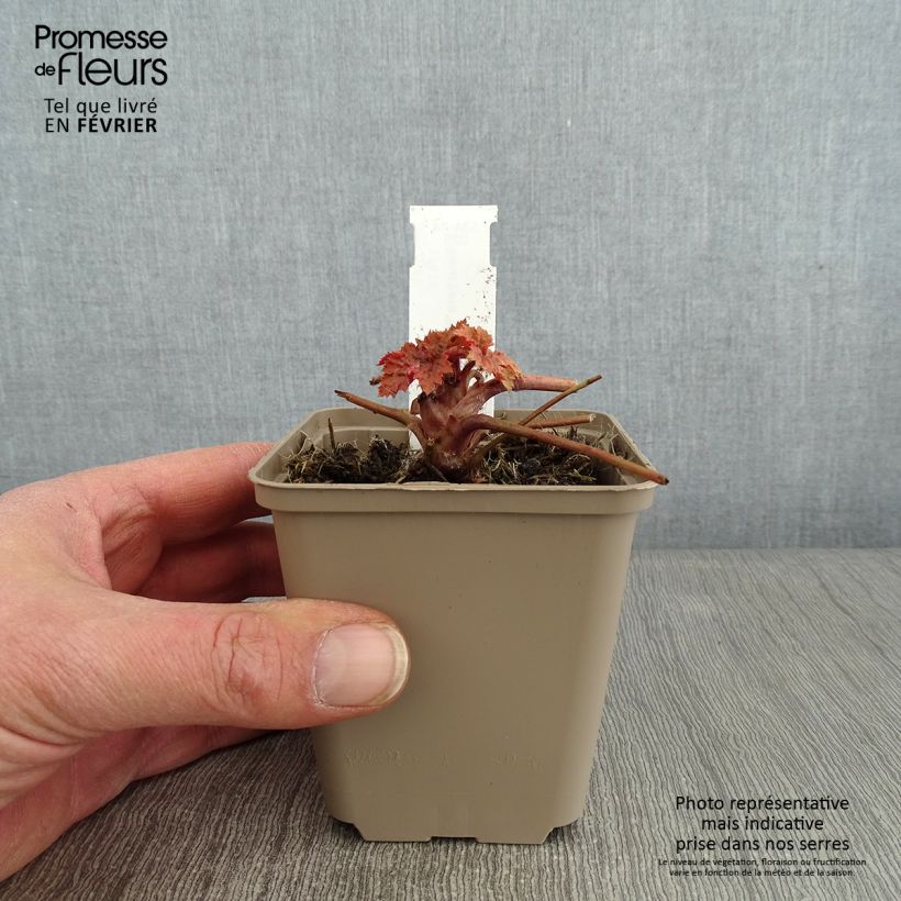 Spécimen de Heuchère Bloody Dinosaur  Godet de 8/9 cm tel que livré en hiver