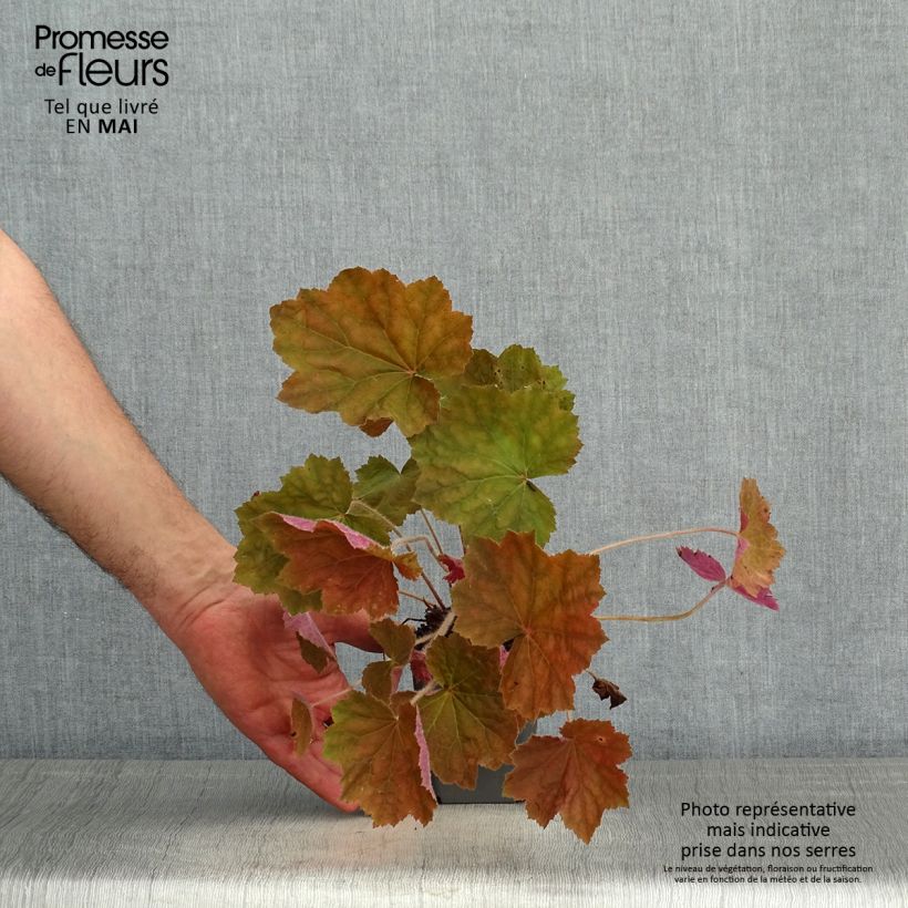 Spécimen de Heuchère Brownies Godet de 8/9 cm tel que livré au printemps