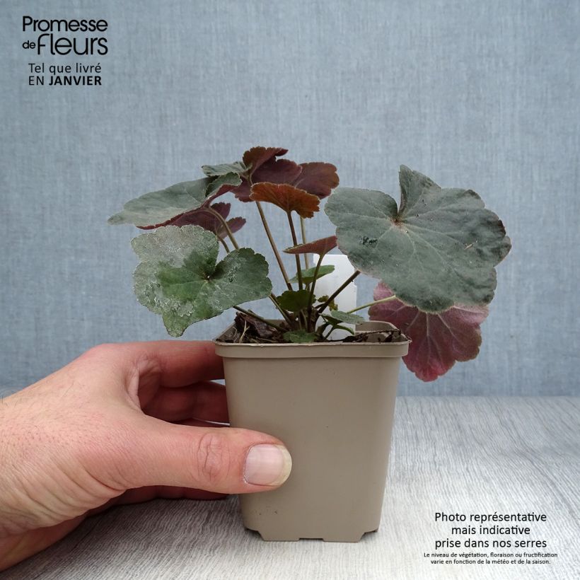 Spécimen de Heuchère Dark Magic tel que livré en hiver