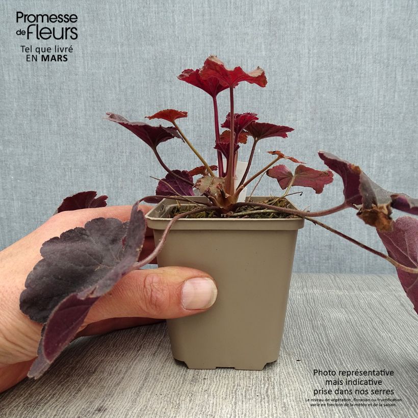 Heuchera Dark Magic Vasetto da 8/9 cm esemplare consegnato in primavera