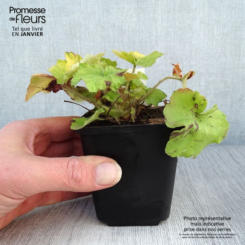 Spécimen de Heuchère Guacamole Godet de 8/9 cm tel que livré en hiver