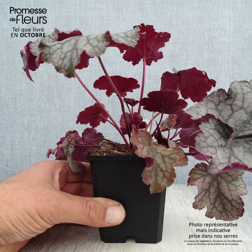 Spécimen de Heuchère - Heuchera Amethyst Myst Godet de 8/9 cm tel que livré en automne