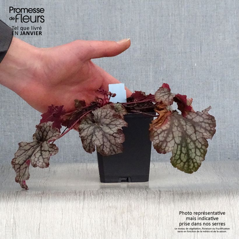 Spécimen de Heuchère - Heuchera Amethyst Myst Godet de 8/9 cm tel que livré en hiver