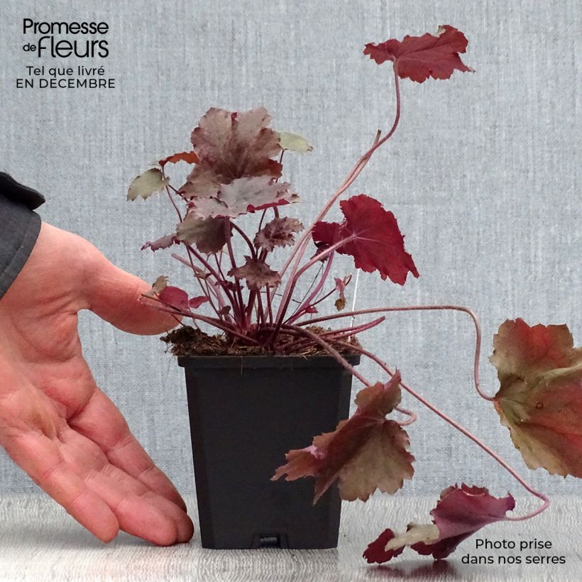 Spécimen de Heuchère - Heuchera Beaujolais Godet de 8/9 cm tel que livré en hiver