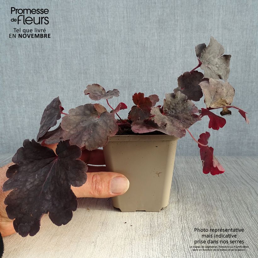 Spécimen de Heuchère - Heuchera Bella Notte Godet de 8/9 cm tel que livré en automne