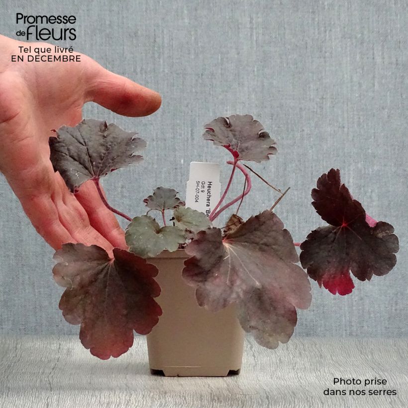 Spécimen de Heuchère - Heuchera Bella Notte Godet de 8/9 cm tel que livré en hiver
