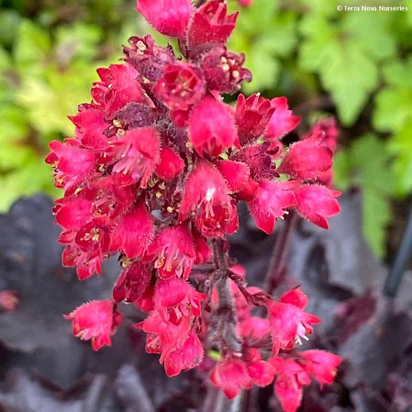 Heuchère Black Forest Cake (Floraison)