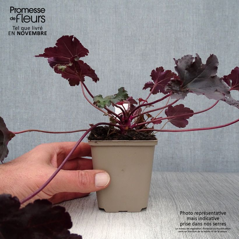 Spécimen de Heuchère - Heuchera Black Pearl  Godet de 8/9 cm tel que livré en automne