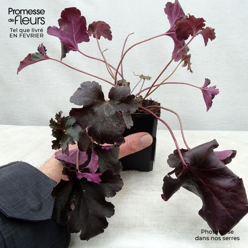 Spécimen de Heuchère - Heuchera Black Pearl  Godet de 8/9 cm tel que livré en hiver