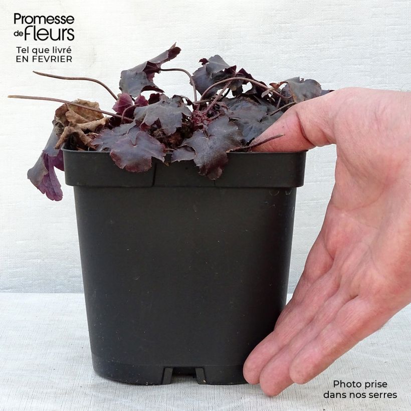 Spécimen de Heuchère - Heuchera Blackout Pot de 2L/3L tel que livré en hiver