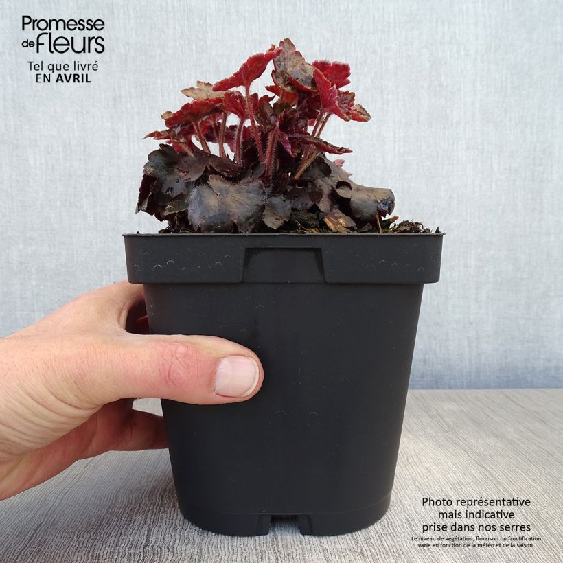 Amostra de Heuchera Blackout Vaso de 2 L/3 L tal como entregue na primavera