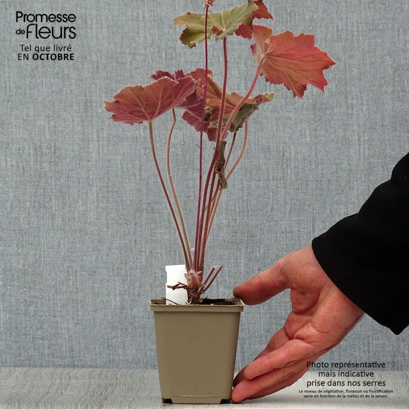Spécimen de Heuchère - Heuchera Bronze Beauty Godet de 8/9 cm tel que livré en automne