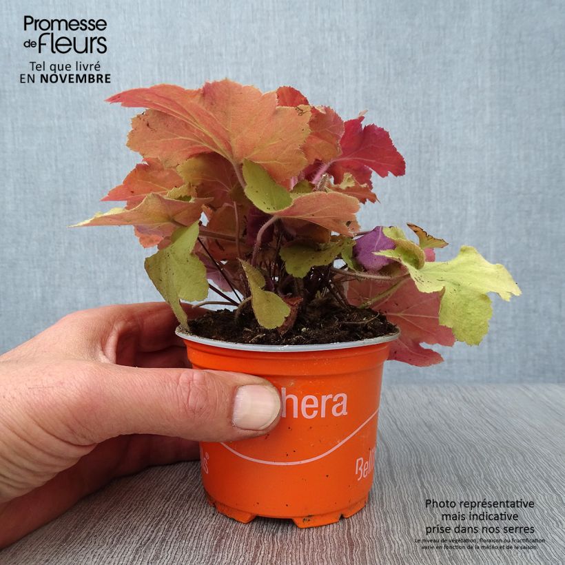 Spécimen de Heuchère - Heuchera Caramel Godet de 8/9 cm tel que livré en automne