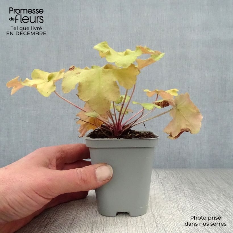 Spécimen de Heuchère - Heuchera Caramel Godet de 8/9 cm tel que livré en hiver