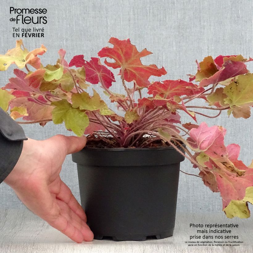 Spécimen de Heuchère - Heuchera Caramel Pot de 2L/3L tel que livré en hiver
