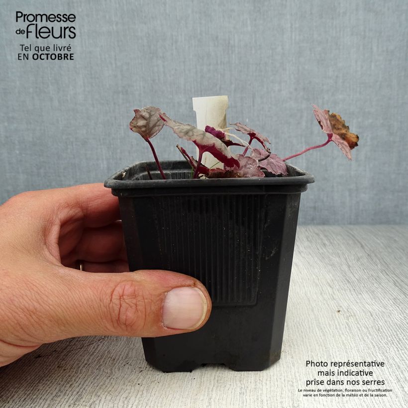 Spécimen de Heuchère - Heuchera Cascade Dawn Godet de 8/9 cm tel que livré en automne