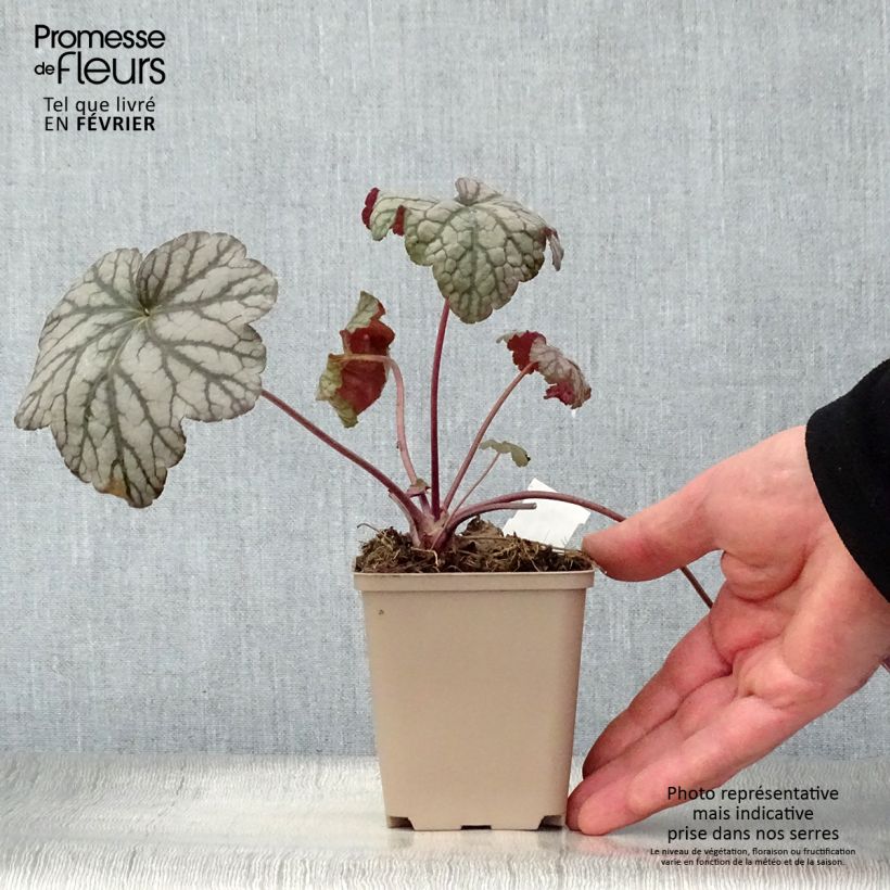 Spécimen de Heuchère - Heuchera Cascade Dawn Godet de 8/9 cm tel que livré en hiver