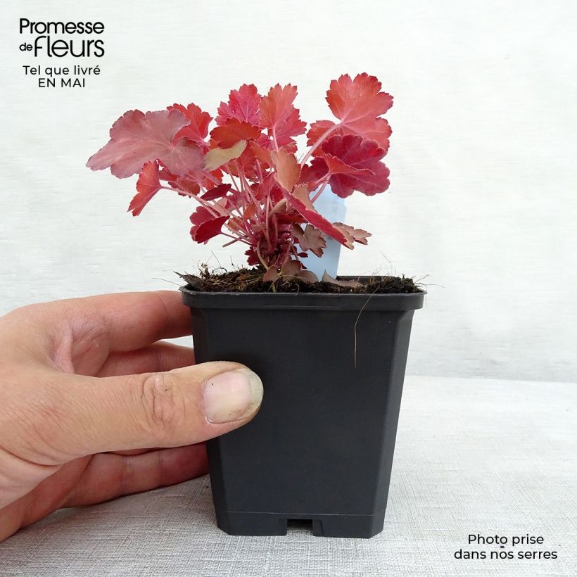 Spécimen de Heuchère - Heuchera Cherry Cola Godet de 8/9 cm tel que livré au printemps