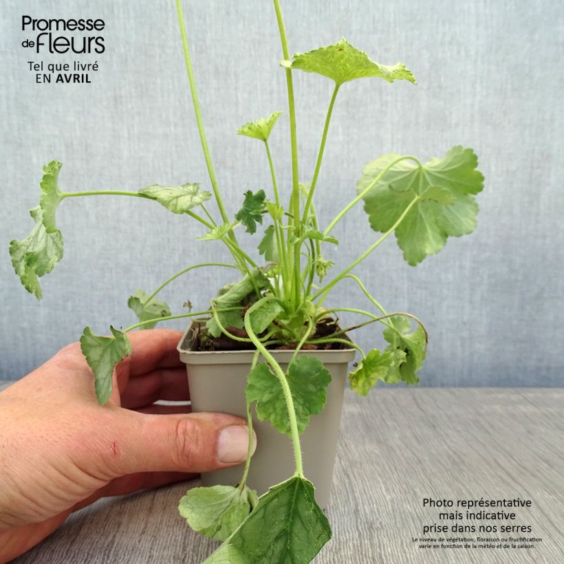 Spécimen de Heuchère - Heuchera Flower Power Godet de 8/9 cm tel que livré au printemps