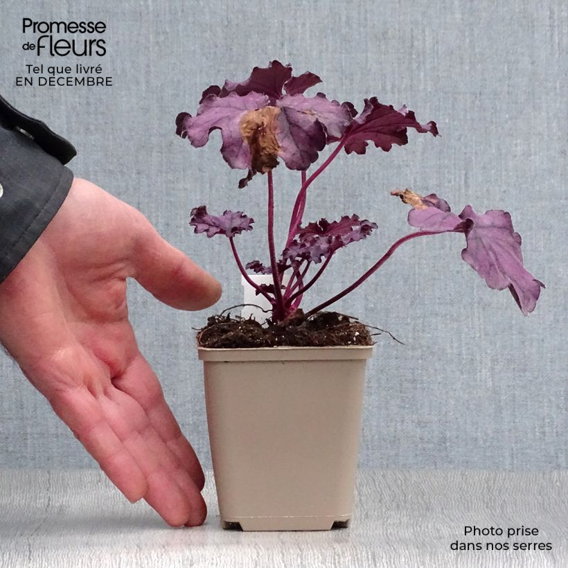 Spécimen de Heuchere - Heuchera Forever Purple Godet de 8/9 cm tel que livré en hiver